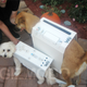 Illustration for article titled Halloween Wii Dogs Make Us Laugh, Shed Single Tear